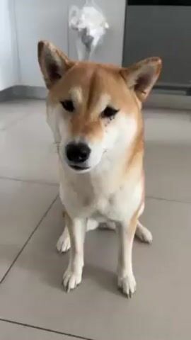 The video shows a Shiba Inu sitting on a light-colored tiled floor. A hand reaches into the frame and the dog gives its paw. The hand interacts with the dog's paw twice. In the background, there is a silver refrigerator or dishwasher and a bag hanging on the wall.