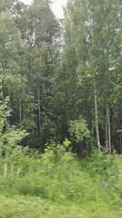 Moving through mixed forest in Markovskii, Russia