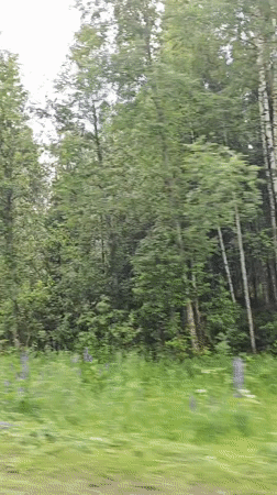Moving through mixed forest in Markovskii, Russia