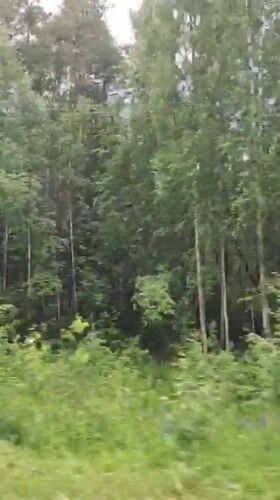 Moving through mixed forest in Markovskii, Russia