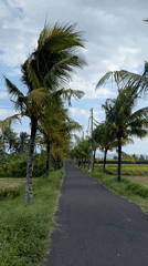 Coconut-lined road captured on video in Selemadeg Timur
