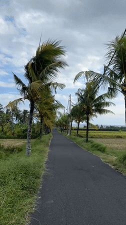 Coconut-lined road captured on video in Selemadeg Timur