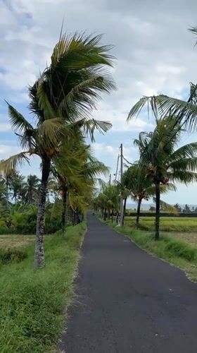 Coconut-lined road captured on video in Selemadeg Timur