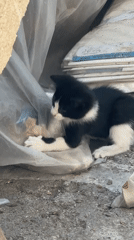 Kittens and garden life at a Kostinbrod property