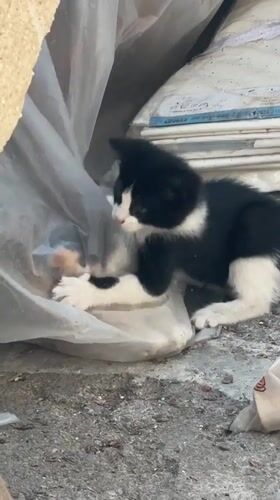 Kittens and garden life at a Kostinbrod property