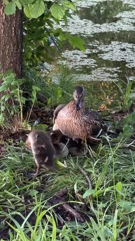 A mother duck, brown and speckled, sits nestled in tall green grass on the edge of a pond. Several ducklings, fluffy and dark-colored with yellow patches, huddle beneath her. One duckling stands to the left, facing away from the camera, its head turned to the side. The pond behind them is covered in a white, lily-pad-like substance. A tree trunk is visible on the left side of the frame. The lighting suggests it is either early morning or late afternoon.