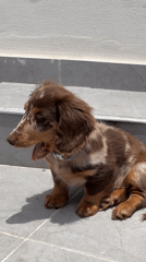 Dachshund puppy enjoys sunny morning rest on Tel Aviv patio