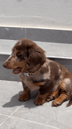 Dachshund puppy enjoys sunny morning rest on Tel Aviv patio