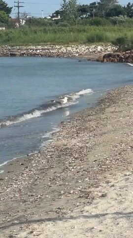 This is a vertical, full-shot video of a beach on a sunny day. A single seagull stands in the shallow, clear blue water near the shore. The beach is covered in sand and numerous small, white shells. Behind the beach, a rocky embankment separates it from a lush green area with trees and some buildings. The sky is clear and blue, suggesting fair weather. The time of day appears to be late morning or early afternoon. The scene evokes a sense of peacefulness and natural beauty. There is no visible text in the video.