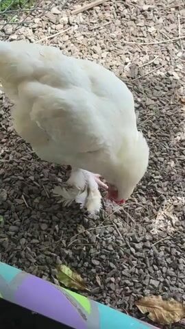 A white chicken is visible in the foreground, with its head lowered and beak near the ground, appearing to peck at something. The chicken's leg is also in focus, showing feathers and scaly skin. The ground is covered in small gray gravel and dried plant matter. The lighting suggests an outdoor setting.