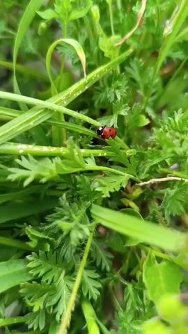 A close-up shot shows a red ladybug with black spots resting on a green plant. The focus is sharp on the ladybug and the immediate surrounding foliage.  The background consists of more green plants and grass. The overall light is soft and natural.