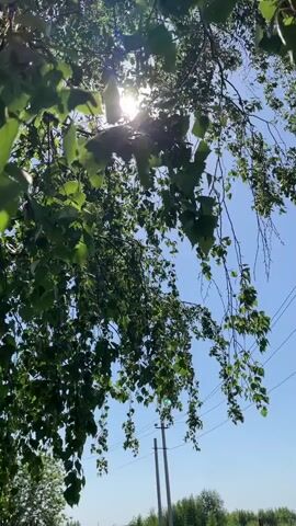 The camera is looking upwards, showing a tree with green leaves against a bright blue sky. The sun shines brightly through the leaves, creating a lens flare effect. In the background, power lines and poles are visible, as well as distant trees. The scene appears to be outdoors on a sunny day.