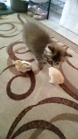 A fluffy kitten with grey and brown fur is playing on a patterned rug. There are two small yellow chicks on the rug. The kitten is sniffing one of the chicks. The other chick is a short distance away. In the background, there are some slippers and a shelf with items on it.