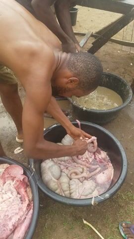 Here is a description of the video:

A shirtless man is squatting, cleaning animal intestines. He is wearing blue and white sandals. He is using his hands to manipulate the intestines, which are in a black bucket filled with water and blood. There are two additional black buckets visible, one with a milky liquid and another with other animal parts. Another person's legs are visible on the left edge of the frame. The scene appears to be outdoors on a dirt surface with grass.