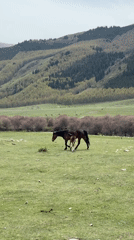 Horses graze in pastoral fields near Semenovka, Kyrgyzstan