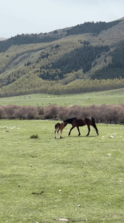 Horses graze in pastoral fields near Semenovka, Kyrgyzstan