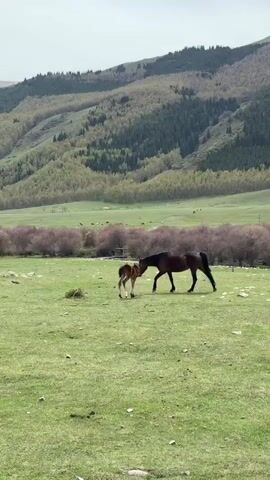 The video shows a mare and foal walking through a green field. The mare is dark brown, and the foal is a lighter brown color. They are walking slowly, side-by-side, across the field. Behind them is a line of bushes, and a distant background of green hills and mountains covered in trees. The sky is a hazy gray color. Other horses are visible in the background.