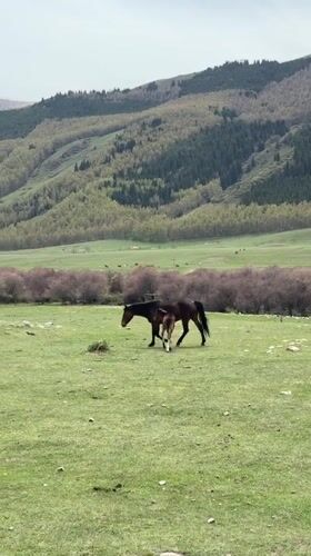 Horses graze in pastoral fields near Semenovka, Kyrgyzstan