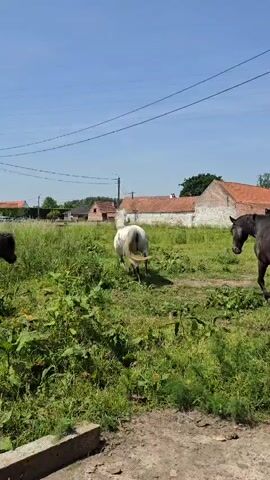 Three horses graze in a grassy field under a clear blue sky. One horse is white with grey spots, another is dark brown, and the third is a small, black pony. The horses move slowly through the field, which is full of tall green grass and some weeds. In the background, there are several brick houses with red-tiled roofs. Power lines stretch across the sky. The camera is held by someone standing on a paved area.