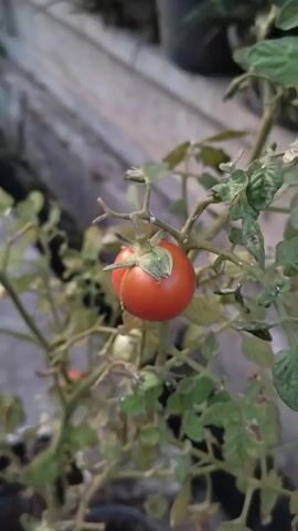 The video shows a close-up view of a ripe red tomato growing on a plant. The tomato is round and has a green stem and calyx. The plant has green leaves and thin branches. The background is blurred, but appears to be outdoors, possibly a garden or greenhouse. The lighting is natural, and the focus is on the tomato. The video is very short, only 5 seconds long, and does not show any action or people.