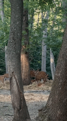 Afternoon stroll through a deer park with wildlife and nature details