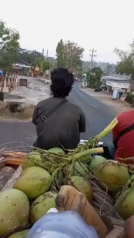 The video shows a person sitting on the back of a pickup truck, facing away from the camera. The truck is filled with coconuts and palm fronds. In the background, there are several buildings, a road, and trees. The sky is overcast, suggesting it is either early morning or late evening. Another person is visible in the foreground, wearing a red hat and facing away from the camera. The truck appears to be moving along a road in a rural or semi-rural area. There are electrical wires visible overhead.