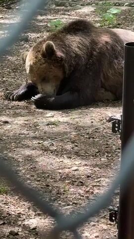 A brown bear is lying on the ground with its head down, appearing to be sleeping or resting. The ground is covered in dirt and small rocks, with some patches of grass. A wire fence is visible in the foreground, partially obscuring the view of the bear. The lighting suggests it is daytime, with dappled sunlight filtering through trees.