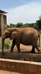 Elephant observed at Jos wildlife facility amid visitor activity