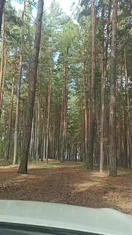 The video shows a view from a moving vehicle driving through a pine forest. The trees are tall and densely packed, forming a canopy overhead. The ground is covered in pine needles and a dirt path. The lighting suggests it is daytime, with sunlight filtering through the trees. The camera is positioned low, as if at windshield level. The scene is static, with no people or specific actions other than the implied movement of the vehicle.