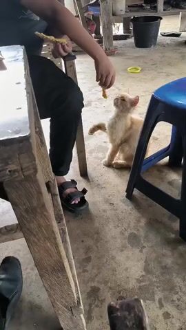 A person sitting on a wooden chair, wearing black pants and sandals, is feeding a light orange cat with a piece of food held in their hand. The cat is sitting on the ground, reaching up for the food with its paws. There's a wooden table to the person's left and a blue plastic stool to the cat's right. The ground is concrete. Background objects include a bucket and various other items.