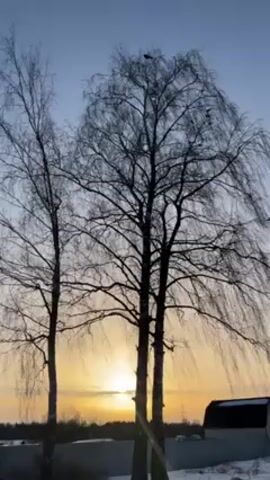 The video shows a winter scene with two bare birch trees silhouetted against a sunset. Several crows are perched in the branches of the larger tree, and a few fly off during the video. Snow covers the ground, and a building can be seen in the background.