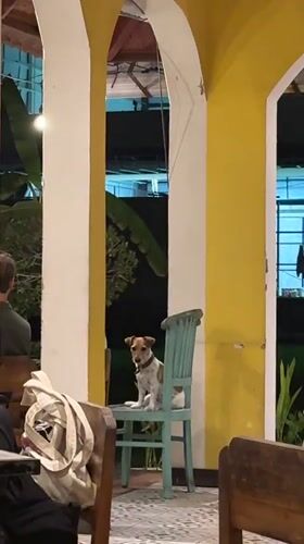 Dinner, a Gojek ride, and a dog in a chair — North Kuta night out