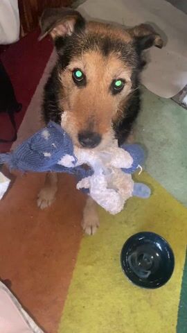A medium-sized brown, black, and tan dog stands on a multicolored carpet, holding a blue and white stuffed toy in its mouth. A black bowl sits on the carpet to the right. A person's hand reaches towards the dog, then moves away. The dog then looks at the hand and re-adjusts its grip on the toy.