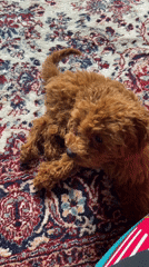 Small dog and cat play together in Sofia home