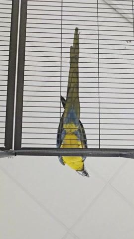 A parrot is hanging upside down in a bird cage. The parrot has blue and yellow plumage and a long tail, which trails to the top of the cage. The cage has closely spaced black bars and is sitting on a white tiled floor.