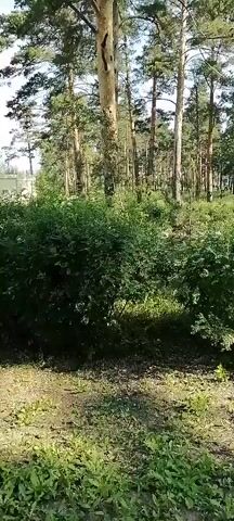 The video shows a sunlit scene of a park or forest area with tall pine trees and lush green bushes. The camera pans slowly from left to right, revealing a walking path made of gravel and paving stones. The ground is covered with grass and some scattered leaves. Sunlight filters through the trees, creating dappled patterns on the ground. There are no people or animals visible in the video, and no actions or interactions are taking place. The environment appears peaceful and natural.