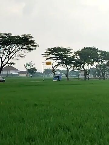The video shows a green rice paddy field with trees and buildings in the background. A black car is parked near the trees on the left, and a blue truck is visible further away, under a road sign. The sky is overcast, and the field occupies most of the frame.