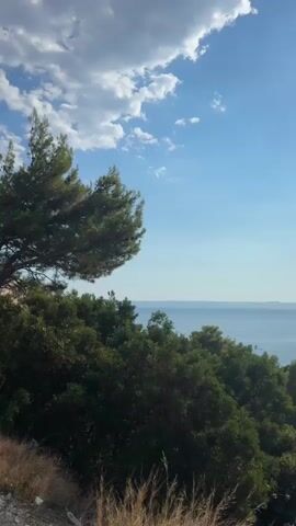The video shows a scenic view from a hill overlooking a body of water. A large pine tree is prominent in the foreground on the left, with its branches extending towards the right. Dense green foliage covers the hillside, leading down towards the water. The sea is visible in the middle ground, with a distant coastline or islands on the horizon. The sky is blue with scattered white clouds, and the sun is shining brightly, reflecting off the water. The camera pans slightly to the right, revealing more of the coastline and the expanse of the sea. The lighting suggests it is daytime, possibly late afternoon due to the angle of the sun and the bright reflections. There are no people or vehicles visible in the video. The environment appears to be a natural landscape, likely in a coastal or island region.