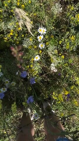 This is a top-down, first-person perspective video of a person in a field of wildflowers. The scene is bathed in bright sunlight, suggesting it is a clear day, likely midday. The setting is a natural, overgrown meadow filled with a variety of small flowers, including white daisies, yellow blossoms, and clusters of tiny white flowers, as well as some taller grasses.

The focus of the activity is the person's hands, which are reaching down and interacting with the flowers. In the first few seconds, the hands are less visible, but by 00:03, one hand, clad in a striped sleeve, is clearly shown plucking a white daisy. The person appears to be collecting wildflowers or enjoying a moment of connection with nature.

The visible part of the person includes their lower legs and feet, which are not clearly defined but suggest they are wearing pants or jeans, and possibly some sort of footwear or are barefoot. The overall emotion conveyed is one of peaceful engagement with the natural environment. There is no visible text in the video. The location context provided is Krasnyi Yar, Russia, which aligns with the natural, rural setting depicted.