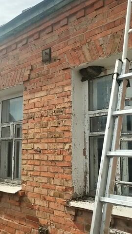 The video pans across a brick building exterior, focusing on a window ledge. A large nest made of twigs and debris is situated on the ledge. A ladder is attached to the wall above the window.