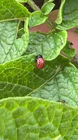 This is a close-up, high-angle shot of a red insect with black markings on a green leaf. The insect appears to be a potato beetle larva. The leaf is broad and veined, typical of a potato plant. The background is out of focus, but suggests more green foliage and possibly a hint of soil or a person's finger. The lighting suggests it is daytime, possibly outdoors in a garden or field. There is no visible text in the media. The overall scene is a natural setting focused on a small insect.