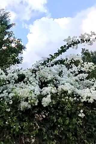 The video pans from left to right across a dense hedge of green foliage covered in an abundance of small white flowers, likely bougainvillea. Above the flowering hedge, a portion of a tall green tree with sparse leaves is visible on the left side. The sky behind the foliage and tree is partly cloudy with large white cumulus clouds scattered against a pale blue backdrop. The camera movement is smooth and steady, capturing the texture and volume of the plants and the atmospheric conditions of the sky.