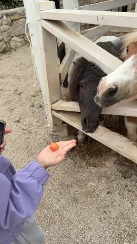 A young girl with her hair pulled back into a ponytail stands in front of a white wooden fence. She is wearing a purple jacket and gray pants. In her right hand, she holds a small orange carrot. She is looking at a black pony inside the fence, extending her hand to offer it the carrot. Behind her, an adult figure stands holding a plastic bottle and a container with what looks like red berries. The ground is covered with gravel. Behind the fence is a stone wall and some greenery. There is another horse visible through the fence, next to the black pony.