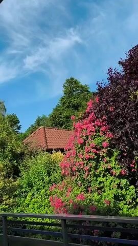 A video pans across a scene of lush greenery under a bright blue sky with scattered clouds. In the foreground, a wooden railing is visible. Beyond the railing, a dense arrangement of trees and bushes fills the frame. A section of a red-tiled roof of a building is peeking out from behind the foliage on the left side. The vegetation is varied, with vibrant green leaves and bright pink flowers interspersed with darker, purplish-red foliage. The camera moves smoothly from left to right, revealing more of the dense plant life and the expansive sky. The overall impression is one of a vibrant, natural outdoor setting on a sunny day.