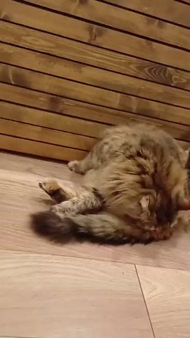 A long-haired cat, likely a tabby with brown and grey fur, is lying on a light wooden floor. Its fur appears thick and somewhat shaggy. The cat is actively grooming itself, primarily licking its hindquarters and stomach area. At one point, it raises a hind leg into the air while continuing to lick its fur. The background consists of a dark brown wooden paneled wall, running horizontally. The lighting appears to be indoor artificial light. No other subjects or objects are visible. The cat seems focused and relaxed during its self-grooming session. No text is visible in the video. The provided location context is Timokhovo, Russia.