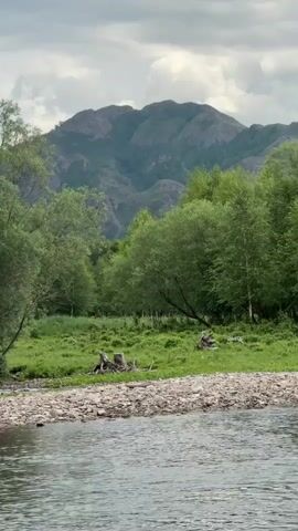 The video shows a serene natural landscape with a body of water in the foreground. The water appears calm with small ripples on the surface. The bank of the water is lined with pebbles and rocks. Beyond the bank, there is a lush green grassy area with several fallen tree stumps and some scattered debris. In the middle ground, a dense line of trees forms a vibrant green backdrop. Some of the trees are tall and leafy, while others appear to be birch trees with distinctive bark. The background features a large, majestic mountain range with rugged, sloping terrain. The sky is overcast with scattered clouds, suggesting a temperate climate. The overall scene is one of natural beauty and tranquility. There are no people or animals visible in the video. The camera is positioned at a slight downward angle, looking across the water towards the landscape.