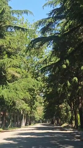 A sunny daytime video shows a view from a moving vehicle driving down a quiet, tree-lined road. Tall, lush green trees, appearing to be conifers and other deciduous types, form a dense canopy overhead, casting dappled shadows on the asphalt road below. The road stretches straight ahead, seemingly empty of other vehicles or people. The bright blue sky is visible through gaps in the tree canopy. The overall impression is that of a serene and natural setting. In the background, music with Russian vocals is audible.