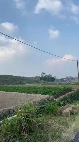 The video shows a rural landscape under a bright blue sky with scattered white clouds. In the foreground, there is a patch of overgrown grass and a stone-lined ditch. Beyond this, there are cultivated fields with rows of young plants, some of which appear to be vegetables. In the middle ground, more fields stretch into the distance, with some terraced sections on a gentle slope. There are a few small buildings and trees visible in the background. A wooden utility pole with wires running across the sky is prominent on the right side of the frame. The overall impression is of a peaceful, agricultural setting. There are no people clearly visible in the video.