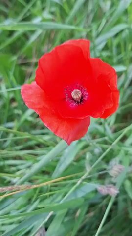 The video shows a close-up of a single red poppy flower in a field of green grass. The flower is in focus, and the grass is blurred, creating a bokeh effect. The poppy has delicate red petals and a dark center. The lighting is soft and natural, suggesting an outdoor setting. There are no people or other objects visible in the frame. The video appears to be a short, static shot of the flower, possibly taken in slow motion, as there is a slight blur to the image.