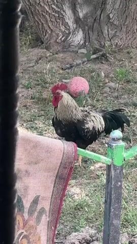 The video shows a rooster standing outdoors. The rooster is predominantly black and white with a red comb and wattle. It is standing on grass near a tree. In the foreground, part of a patterned rug or blanket is visible, along with a green metal railing. There are also pink spherical objects in the background. The lighting suggests it is daytime.